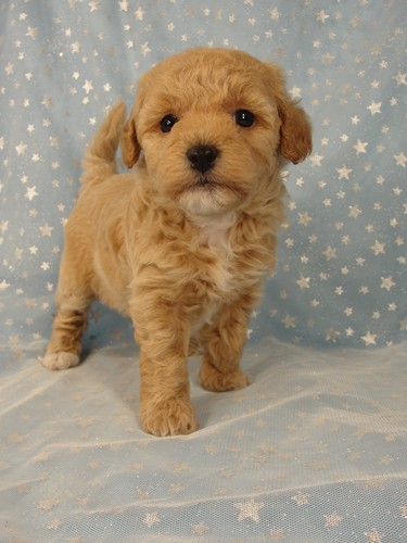 Female puppies Bichon poos Bichon poodle puppy for sale #4 Born September 6, 2011